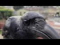 Close up ray raven