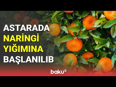 Video: Naringiləri nə vaxt yığmalı - Naringi yığımı haqqında öyrənin