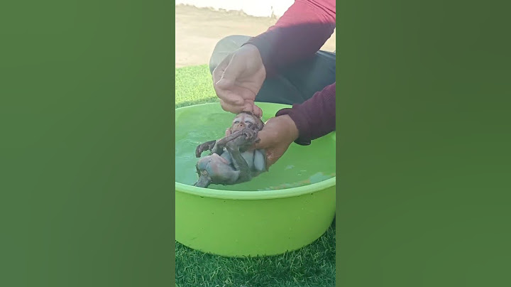 coco is bathing and wash from dirty #shorts,#smartcoco,#cutecoco,#coco,#asmr ##adorablebaby
