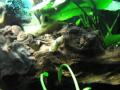 Wet &amp; Wild (Dirty Snails Orgy in Fish Tank)