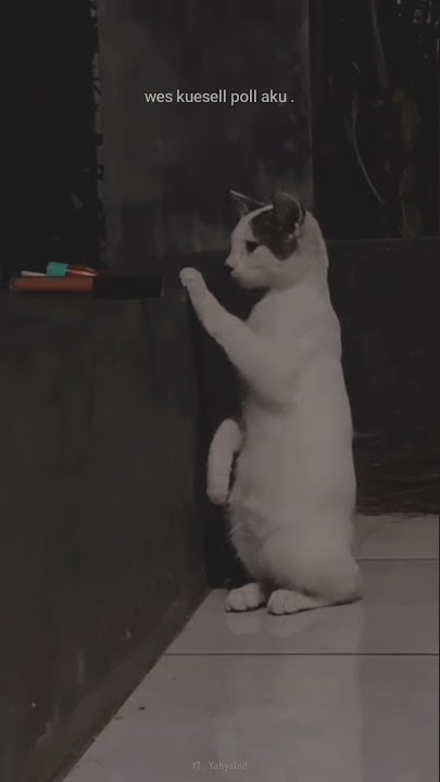 story wa 30 detik || wes kesel aku. #shorts