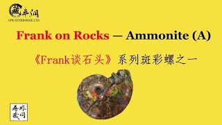 Frank on Rocks---Ammonite （A）《Frank 谈石头》系列斑彩螺之一