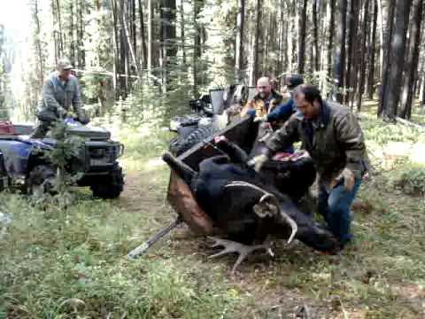 How to load a moose in an ATV tub trailer.
