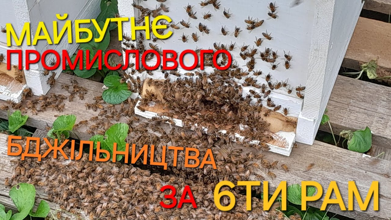 Майбутнє промислового бджільництва за 6ти рамковими вуликами