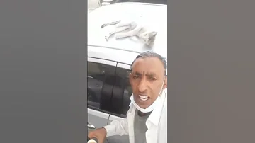 كابوس القطط 