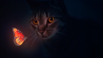 How To Create A Glowing Butterfly in Photoshop!Cat Butterfly Manipulation Tutorial GLOWING BUTTERFLY