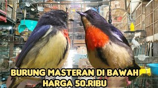 BURUNG MASTERAN DI BAWAH HARGA 50.RIBU