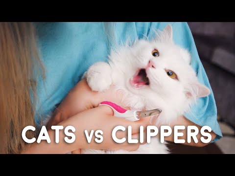 cats-vs-clippers