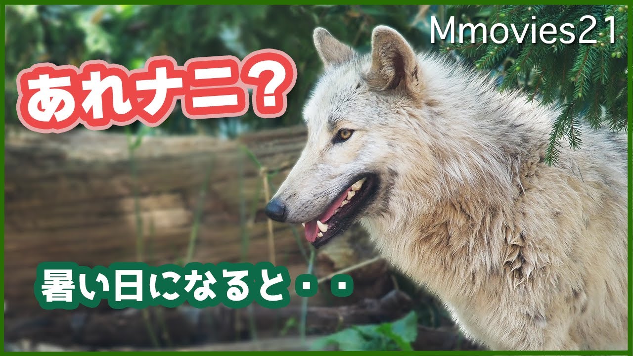 オオカミとフクロウ  オオカミとアライグマのミミ オオカミとフクロウ | TANDEY ONLINE STORE