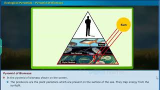 Ecological Pyramids - Environment, Class 10 Biology | SSC