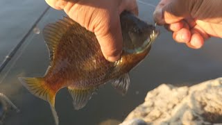 Solo bluegill fishing at Old Hickory Dam,06/09/2023.