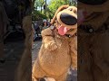 Talking Dug from Up! #waltdisneyworld #disney #disneyworld #shortsvideo #wdw #shorts