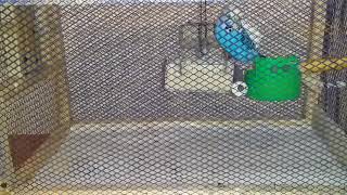 Papuqaylara Aldiqim Yem