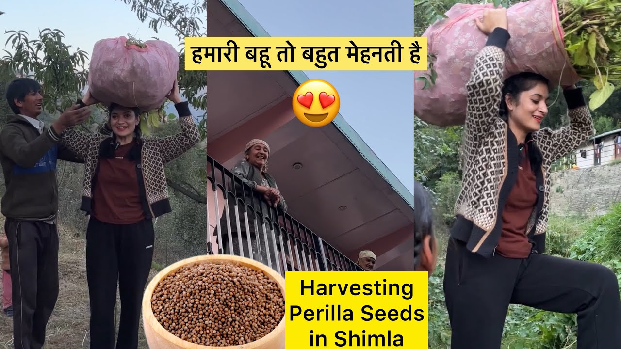 गाँव में पहली बार सिर पर बोझा उठाया😍 Harvesting Perilla Seeds | Village Lifestyle Vlog