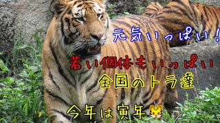 今年の主役のトラさん！全国にいるトラで今年1年間へのお別れ動画です！今年1年ありがとうございました！！