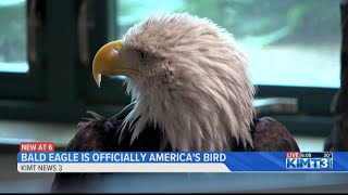 Bald eagle officially becomes national bird