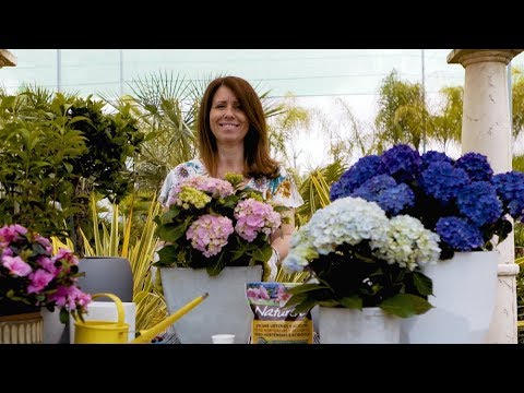 Vídeo: Flor De Astilba: Por Que Não Floresce? Como Alimentá-la Para Uma Floração Abundante E Exuberante No Jardim? Época De Floração
