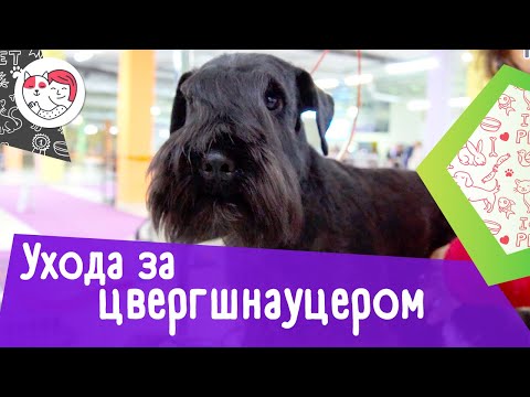 5 особенностей ухода за цвергшнауцером