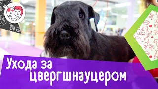 5 особенностей ухода за цвергшнауцером