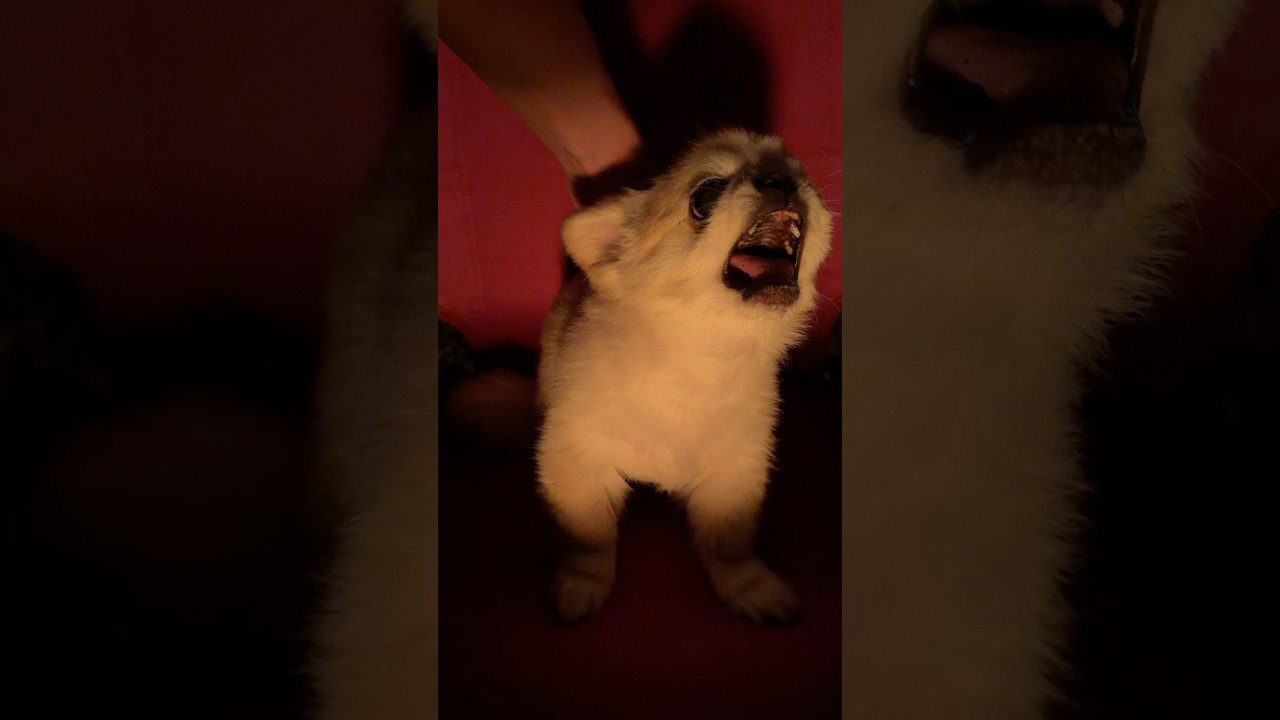 初めてキャンプファイヤーをしたら…