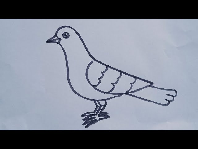 How to draw a Pigeon bird//easy drawing step by step// simple bird drawing  - YouTube