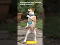 **This Dog Has Better Afrobeats Moves Than You!🔥* #MAXKRAKS #GhanaComedy #funnyclip #fyp #yearofyou