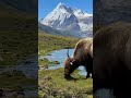 Saphu mountain and golden yak in driru tibet tibetan music