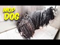 MOP DOG | The Puli   | The Dog Transformation