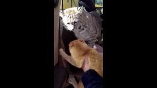 House Cat Doesnt Like Pet Bobcat