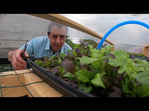 S1. Episode 6. Rooftop Garden Asparagus Salad