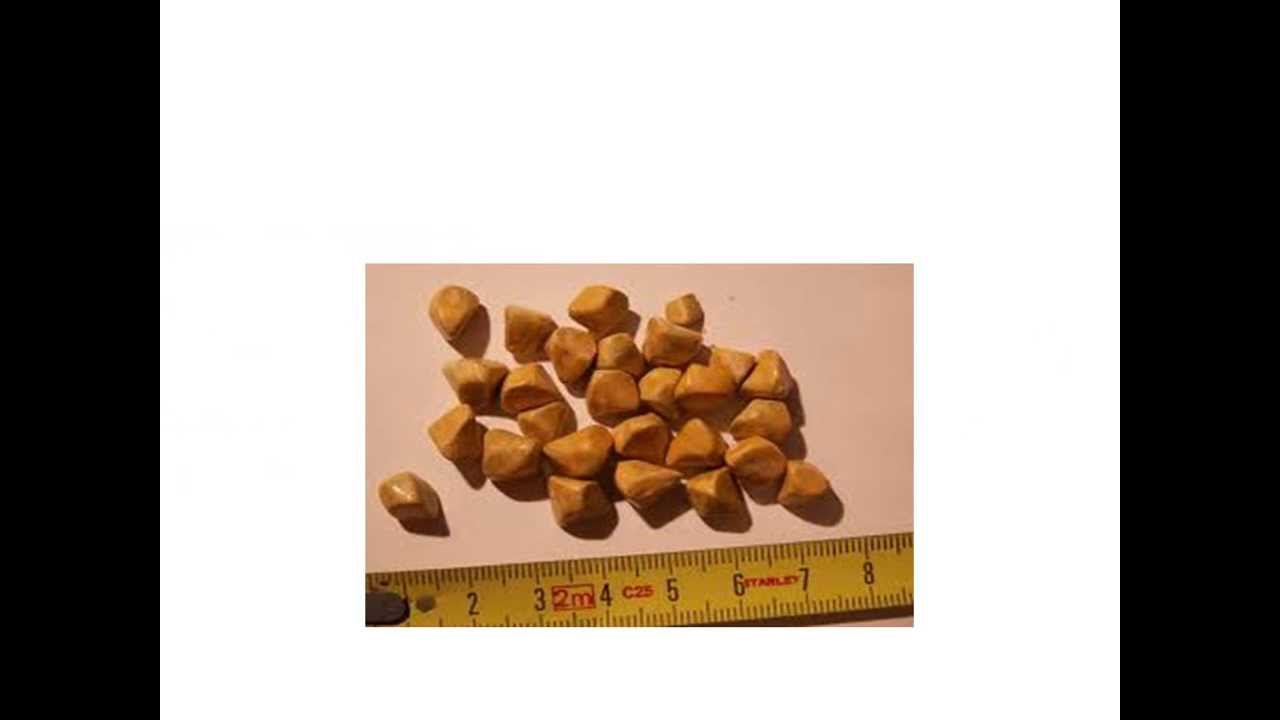 How To Dissolve Gallstones Naturally At Home How To Dissolve Gallstones Naturally At Home
