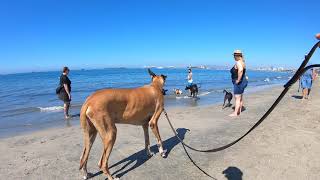 Cash 2.0 Great Dane at Rosie's Dog Beach in Long Beach, CA - organized  Great Dane meetup (2 of 9)