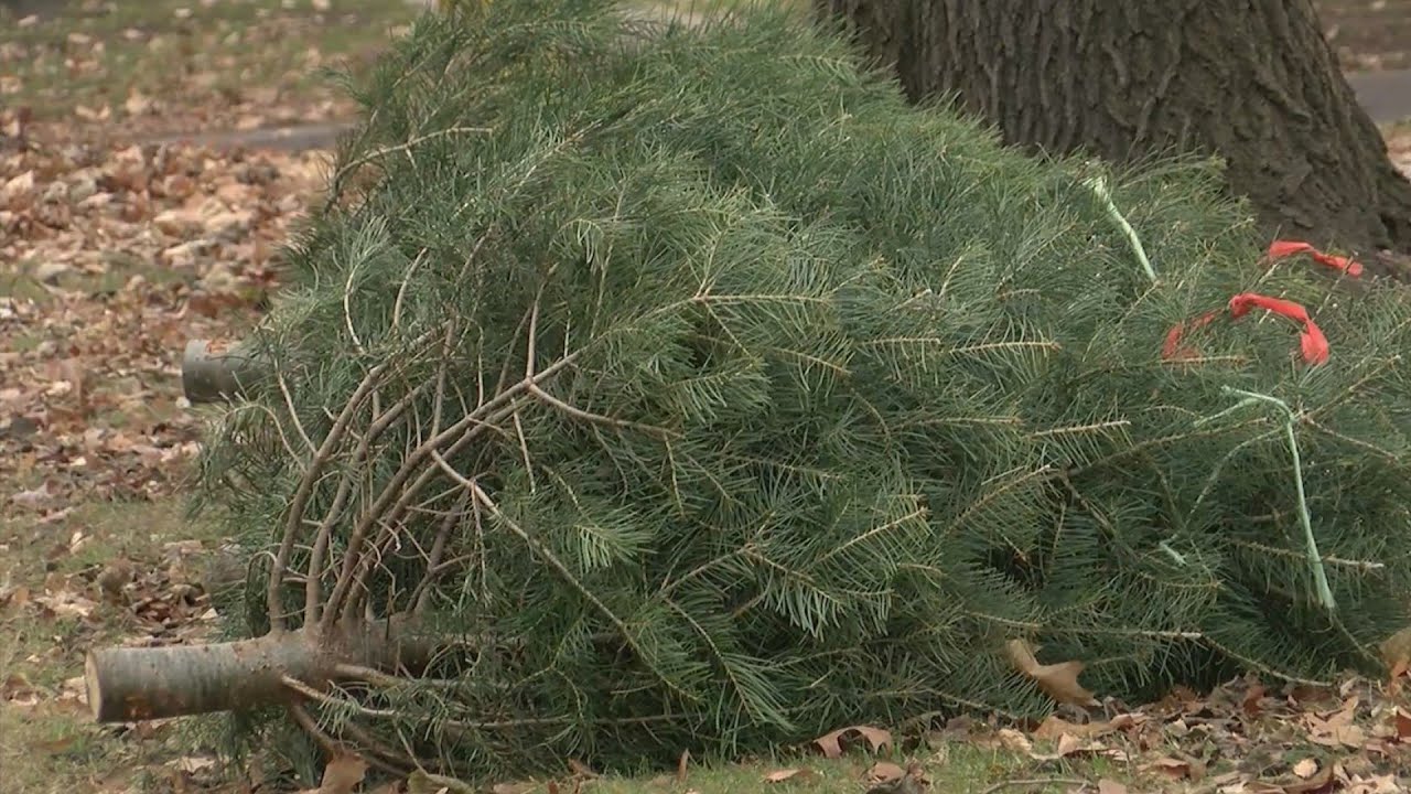 Here's how to recycle your Christmas tree in Rochester YouTube
