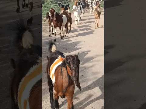 الماعز والماعز تبدو جميلة جد ا