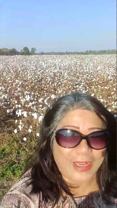 Beautiful COTTON field.