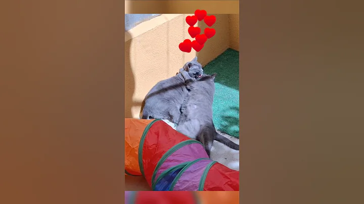 Video 10974731: korat kittens, cat funnycats kitten cutecat, cutecats funnycats gatos
