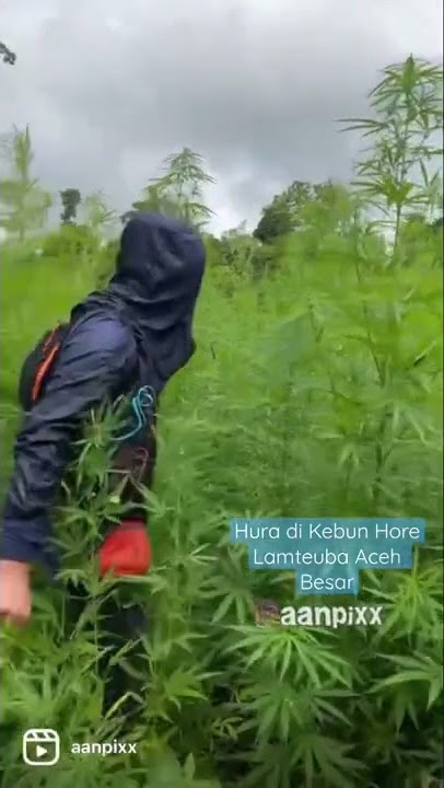 Menyusuri ladang ganja aceh besar.