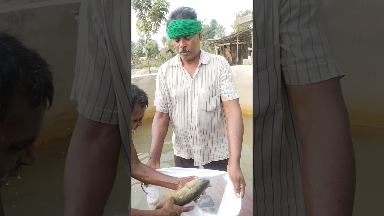 grasscarp machhali 🐠 🐟 breeding||