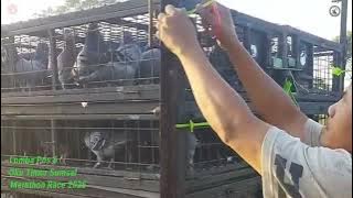 Lomba Pos 6 Lepasan Oku Timur Sumatra Selatan||Pomp Nas kulon Progo Marathon Race 2025