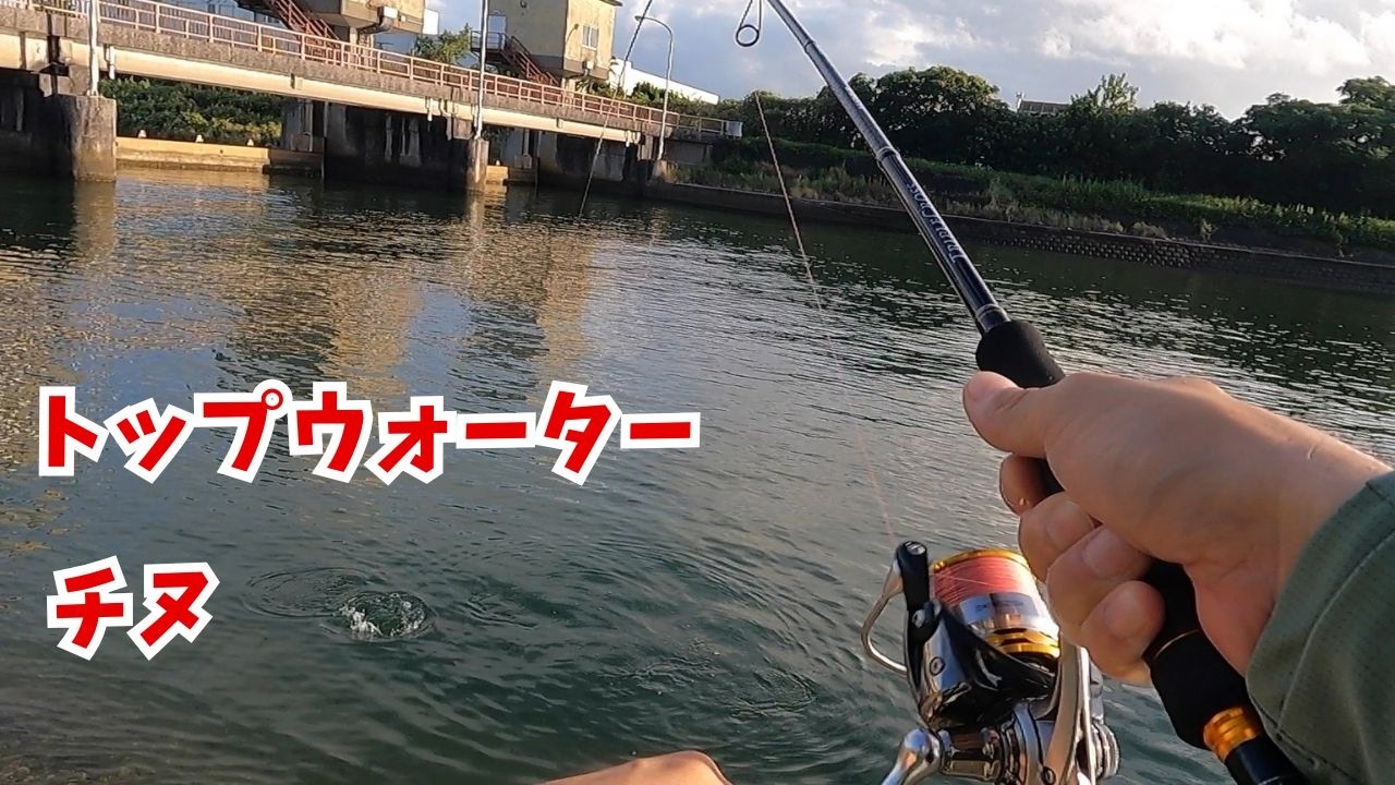 Fishing Report: Miyazaki Port, August 16th-18th] Black sea bream