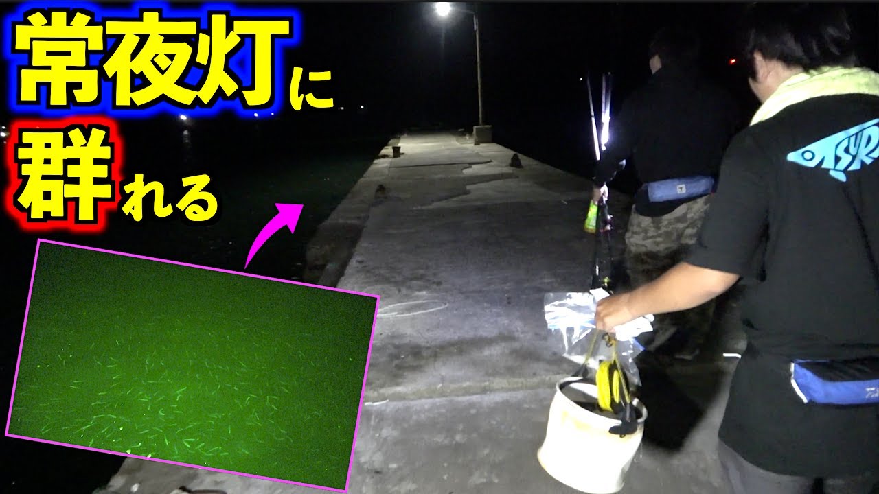 離島の常夜灯下の魚群が凄まじかった!!