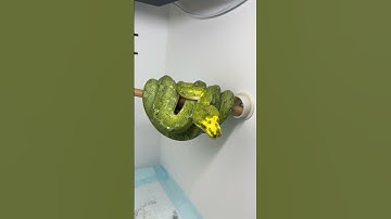 One of many breeder female Biak Green Tree Pythons.