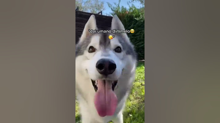 PRANK al mio CANE: Mi NASCONDO nella sua CUCCIA!🫢🐶🙈 #prank #scherzo #dogprank #dog #cane