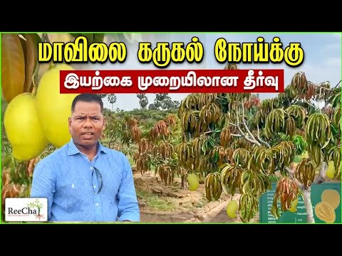 Solution for Black Sooty Mold in Mango Trees | Best Farm House in Sri Lanka | BK in Reecha