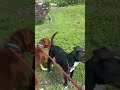 Drex video