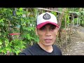 Cara menjinakan burung kutilang dengan cepat