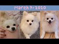 [03/07/2020] 1 hour of Temmie