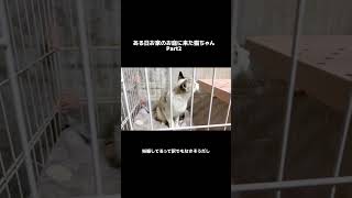前日にあげた動画の続きです #保護猫 #ネコ #猫 #cat