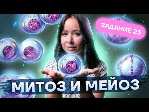 Митоз и мейоз КРАТКО И ПОНЯТНО | Биология ЕГЭ 2023 | Умскул