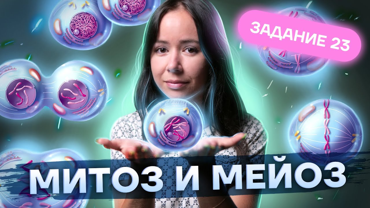 Митоз и мейоз кратко и понятно | Биология ЕГЭ 2025 | Умскул